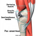 Pes Anserinus