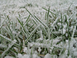 licht bevroren wit/groen grastapijt landschap