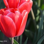 Tulpen uit...