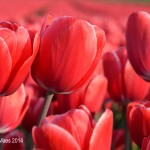 Tulpen uit...