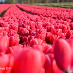 Tulpen uit...