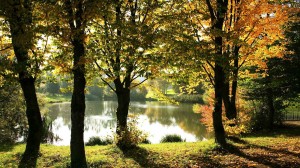 herfstbomen op hoge poten