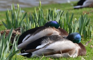 An Eye on Spring