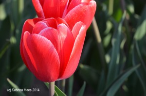 Tulpen uit...