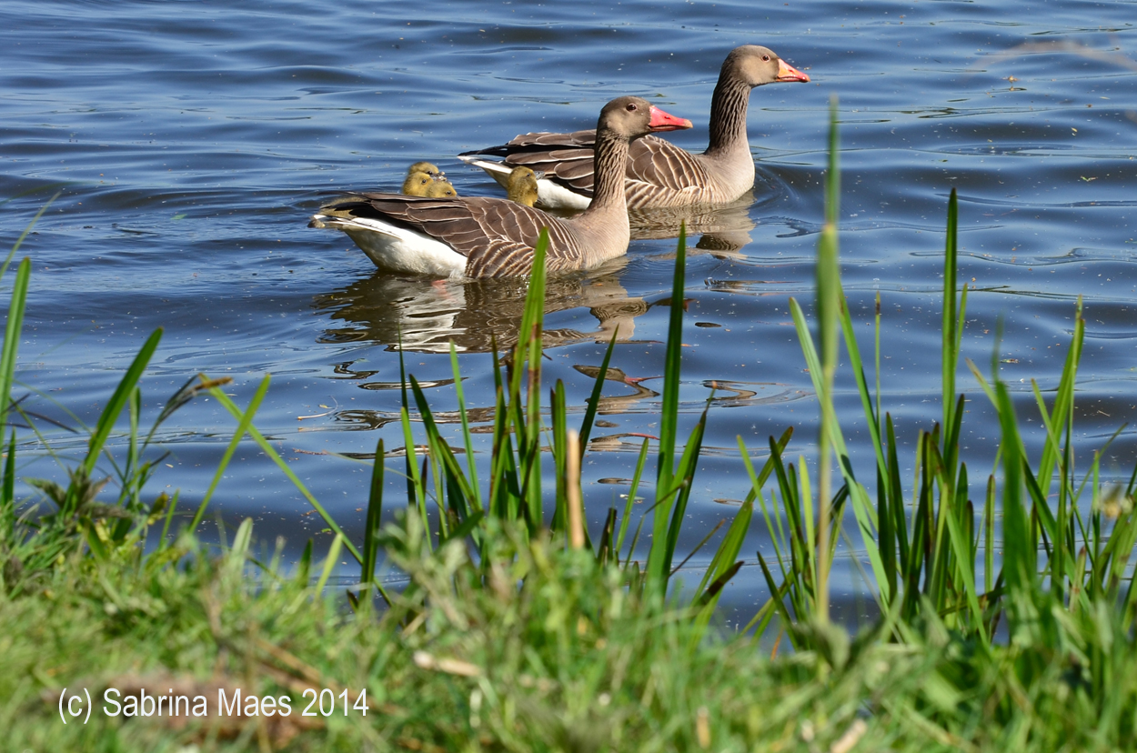 Happy Duck Family