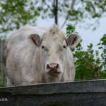 Bijzonderheden