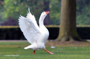 Bijzonderheden