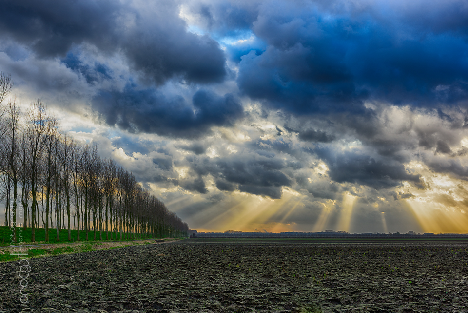 Het pad is omzoomd met ranke peppels en hun wilgachtige kruin is getooid met frisgroene bladeren, die ritselen in de wind.