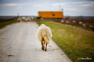 Sabrina Maes Prosperpolder