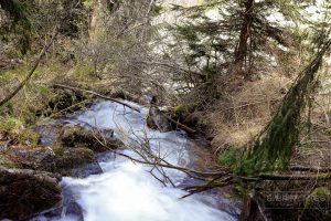 The Golden Brides, Vitosha Mountain, Bulgarije, SABRINA MAES, Fotografie