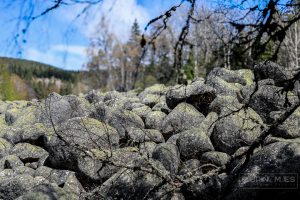 The Golden Brides, Vitosha Mountain, Bulgarije, SABRINA MAES, Fotografie